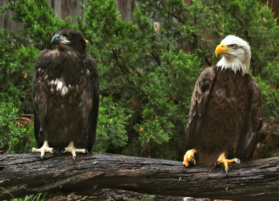 Differences Between Bald Golden Eagles Cpn Cultural